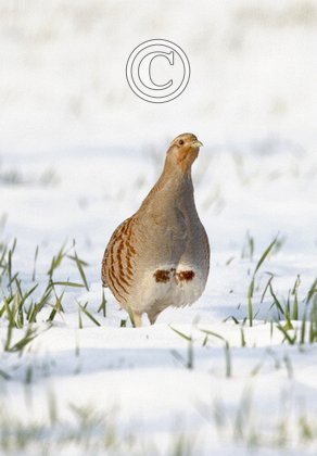 Grey Partridge in the Snow DM1401
